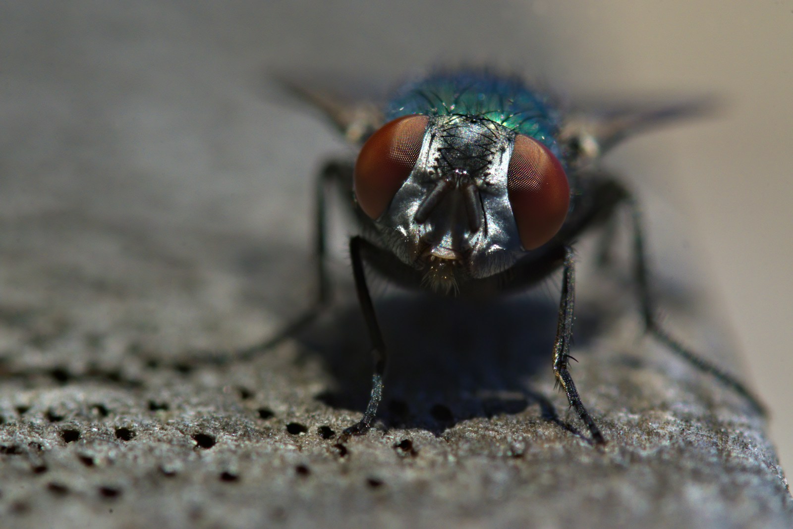 Fliegen In Der Wohnung Trotz Geschlossenem Fenster Fliegen in der Wohnung: Ursachen und Gegenmaßnahmen! - Der Bauherr