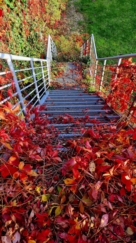 a stairway surrounded by red leaves in the fall